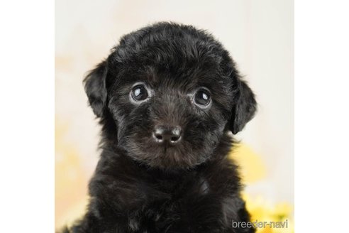 成約済の千葉県のトイプードル-255245